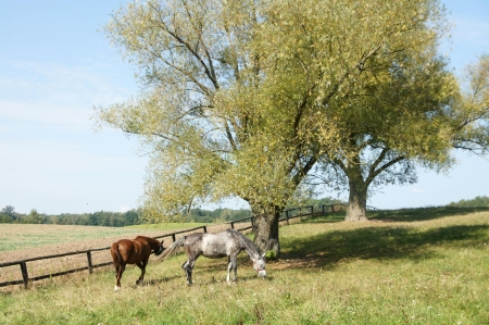 Wycieczka Jeżyków do Zagrody Edukacyjnej ''Rajskie Łąki''