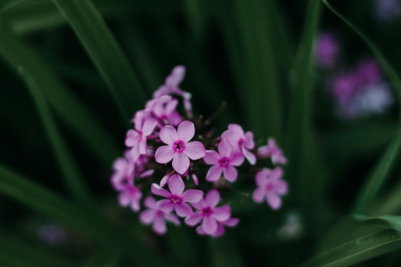 Dzień SPA i Dzień Kobiet w przedszkolu